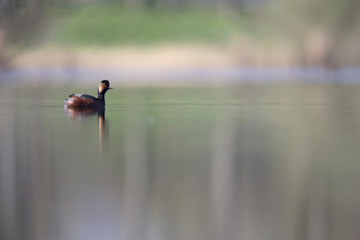 black-necked grebes (Podiceps nigricollis) swimming in a pond in a city in the Netherlands. Swimming alone with warm background colours.