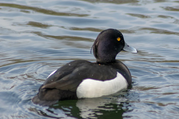 duck in the water