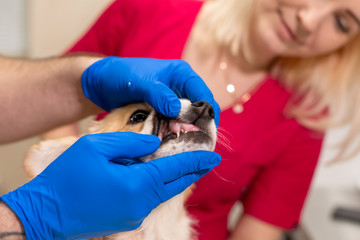 Veterinary doctors exam little corgi dog in manipulation room of pet clinic. Check dog teeth. Pet...