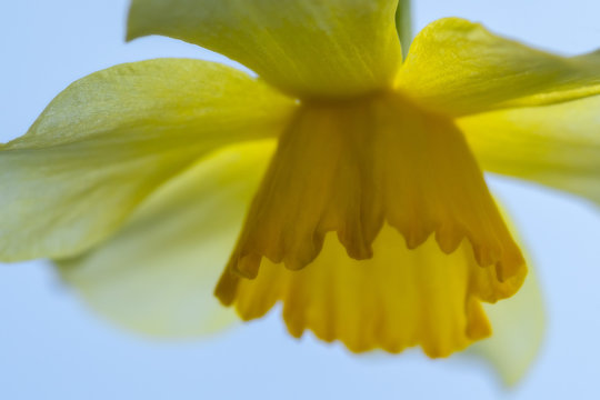 below the daffodile (HMM !)