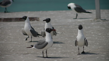 Flock of seagulls on the seashore