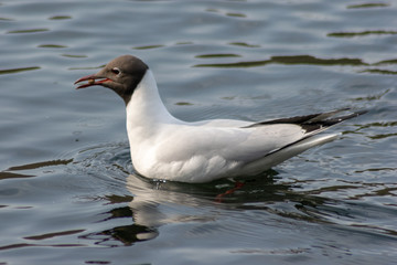 white duck in the water