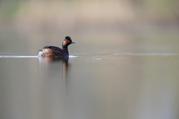 black-necked grebes (Podiceps nigricollis) swimming in a pond in a city in the Netherlands. Swimming alone with warm background colours.