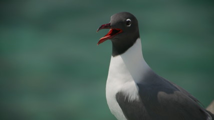 Black and white seagull with an open beak