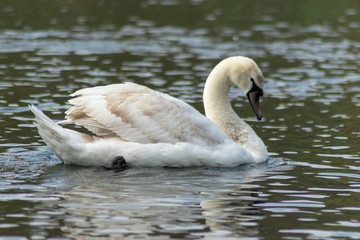 Swan