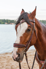 horse on sand river beach closeup