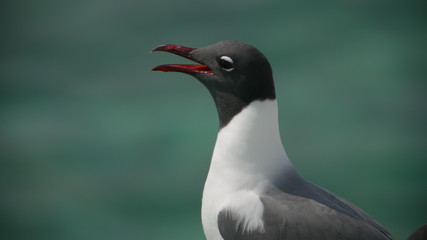 Black and white seagull with an open beak