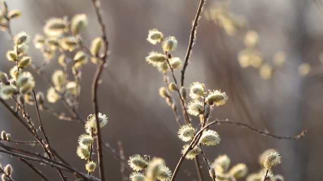 Pussy willow branches in early spring. Natural spring background. Movement along the flowering willow branch in the rays of the evening sun.  Selective focus. Slow motion video.