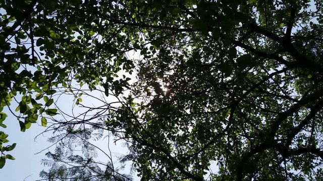 Dark Tree Leaves & Open Sky