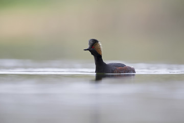 black-necked grebes (Podiceps nigricollis) swimming in a pond in a city in the Netherlands. Swimming alone with warm background colours.