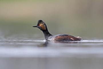 black-necked grebes (Podiceps nigricollis) swimming in a pond in a city in the Netherlands. Swimming alone with warm background colours.