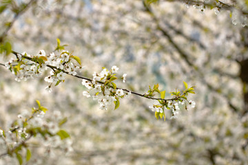 Spring colors in nature 026