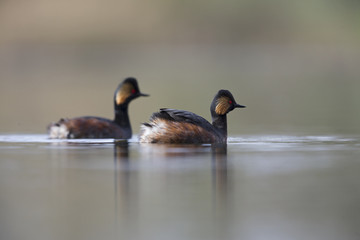 black-necked grebes (Podiceps nigricollis) swimming in a pond in a city in the Netherlands. Swimming together in warm colours.
