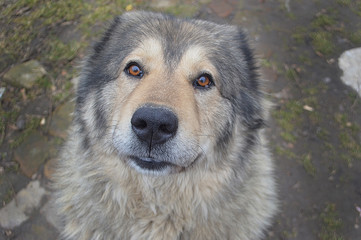 Head of a big dog, breed Caucasian Shepherd