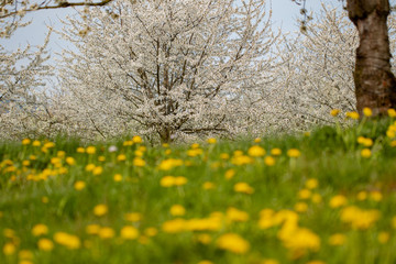 Spring colors in nature 014