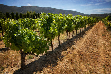 Fototapeta na wymiar Lush Vines in Vineyard