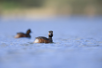 black-necked grebes (Podiceps nigricollis) swimming in a pond in a city in the Netherlands. Swimming solo or together with warm colours.