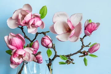 Zelfklevend Fotobehang beautiful spring magnolia flowers on blue background. nature concept © samael334
