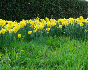 Osterglocken auf einer Wiese