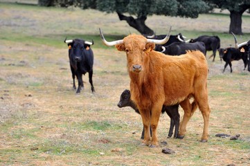 Toro en el campo