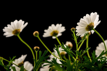 daisy flowers blooming in spring