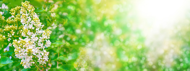 Bright and colorful flowers lilac