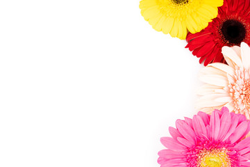 Colored gerbera flowers