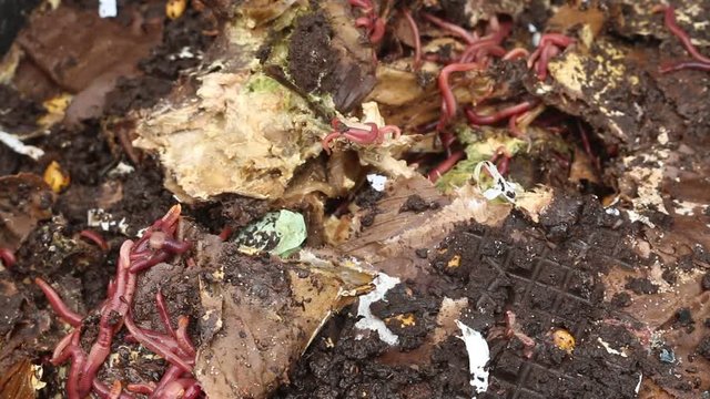 red worm compost pile decomposing food