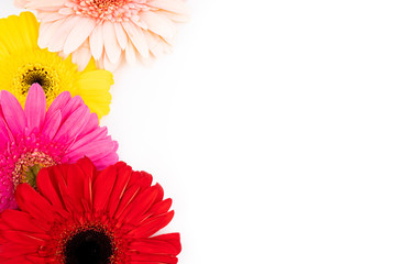 Colored gerbera flowers