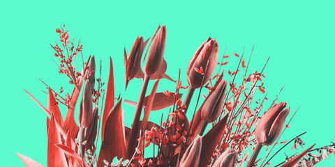 Bunch of coral pink tulips on mint green background
