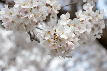 桜の花　東京都多摩市乞田川