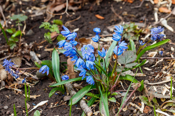Blue scilla flowers (Scilla siberica) or siberian squill