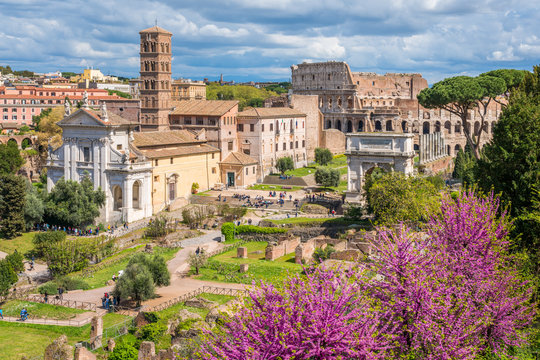 The roman forum with purple flowers during spring time. Rome, Italy.