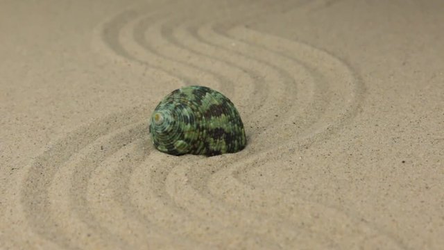 Zoom of a beautiful seashell lying on a curve made of sand.