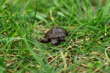 Naklejka premium a small newborn turtle crawling on the fresh spring green grass