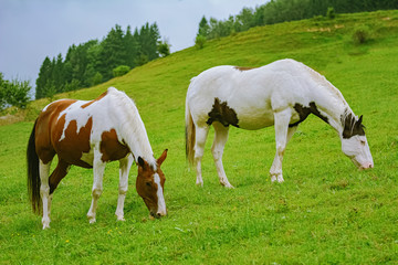Naklejka na ściany i meble Horses on the pasture