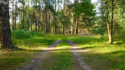 Dirt Track through Russian Forest Wilderness