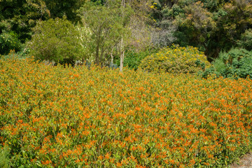 Justicia Leonardii, Orange Justicia bloom in Huntington Library