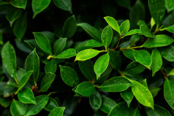 Fototapeta na wymiar fresh green leaf with water drops