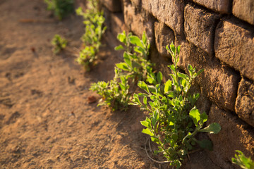 Evening sunshine shown down to the mud bricks wall with little plants grow on the bottom.
