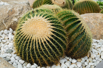 many large cacti in the garden