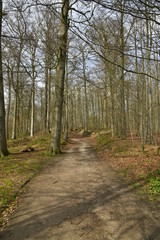 Obraz premium Chemin traversant un bois composé surtout de hêtres au parc de Tervuren à l'est de Bruxelles