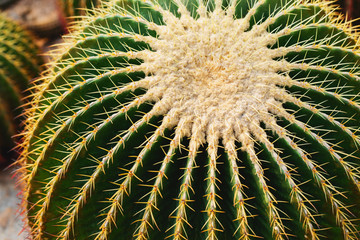 closeup cactus