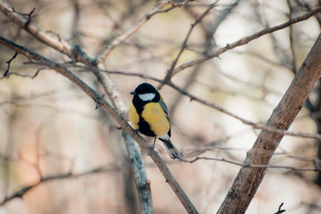 Little chickadee bird sitting on a branch.