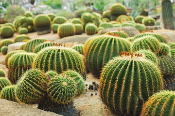 many large cacti in the garden