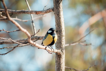 Naklejka premium Little chickadee bird sitting on a branch.