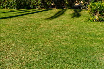 Beautiful green lawn in the city park