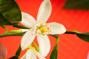 orange flower