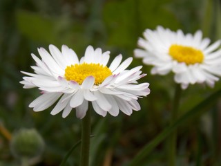 Obraz premium white spring flowers in the grass