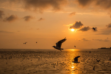 Beautiful seagull flying over sea in sunset background.Silhouette of seagull with sunset.